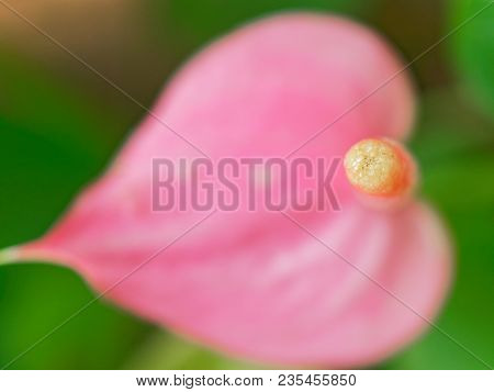 Close Up Shot Of Tip Of Yellow And Pink Spadix Flower With Pink Heart Shape Spathe Over Dark Green L