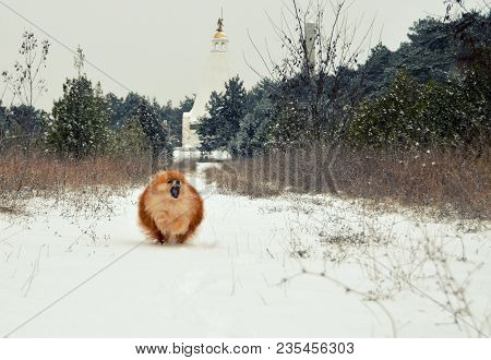 Pomeranian Spitz, Orange Dog Running Through The Snow, Catching Snowflakes