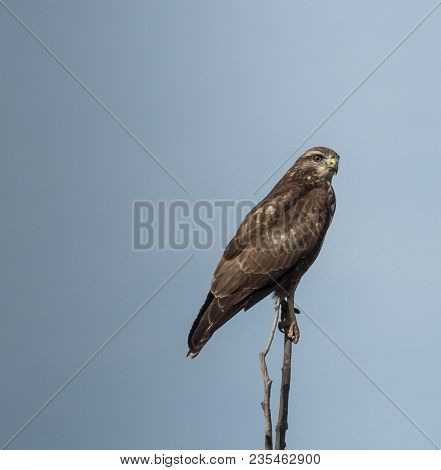 Buzard Waiting For A Pray In Camargue