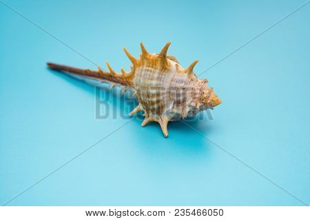 Conch Shell On A Blue Background Horizontal