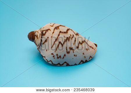 Side View Cymbiola Nobilis Marine Seashell On Blue Background