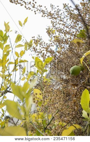 Emon Close-up In Bloom With Yellow Leaves