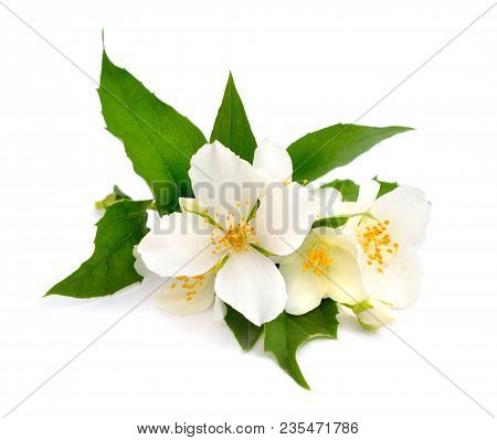Flowers Of A Jasmine Isolated On Wjite.