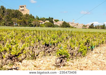 vineyards near Chateauneuf-du-Pape, Provence, France