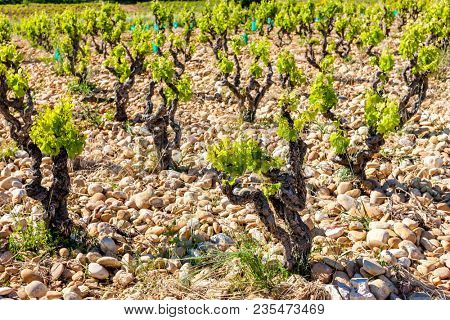 vineyards near Chateauneuf-du-Pape, Provence, France
