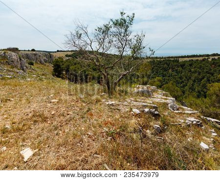 Tree Near Ravine In Alta Murgia National Park (parco Nazionale Dell Alta Murgia, Puglia, Italy)