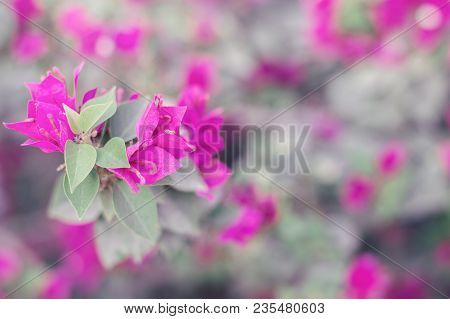Bougainvillea Glabra Flower. Paperflower. Background With Pink Flowers, Selective Focus. Spring And 