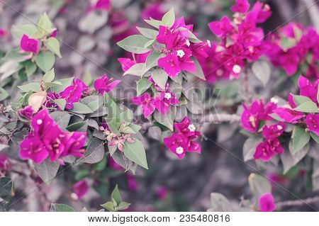 Background With Bougainvillea Glabra Flowers.  Bougainvillea Tree In Blossom. Colorful Background Wi