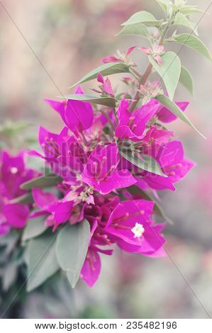 Branch Of Bougainvillea Glabra Flower. Paperflower Captured In The Park. Beautiful Pink Flowers. Gar