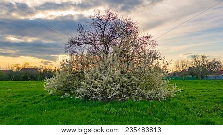 Blossoming White Tree On Green Field In Spring. The Sun Is Setting Down, The Sky Is Colorful.