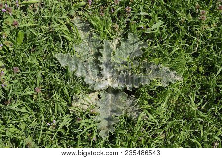Onopordum Acanthium Young Leaves Of A Tartar. Tatarnik Is A Spiny Weed. Young Leaves Of A Tartar. Ta