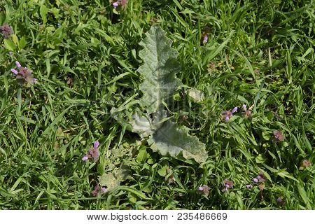 Onopordum Acanthium Young Leaves Of A Tartar. Tatarnik Is A Spiny Weed. Young Leaves Of A Tartar. Ta