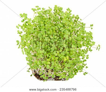 White Mustard Seedlings In Potting Compost. Sprouts, Vegetable, Microgreen. Shoots And Cotyledons Of