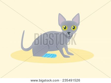 Cat With A Broken Leg Vector. Cartoon. Isolated Art On White Background. Flat