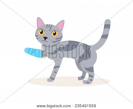 Cat With A Broken Leg Vector. Cartoon. Isolated Art On White Background. Flat