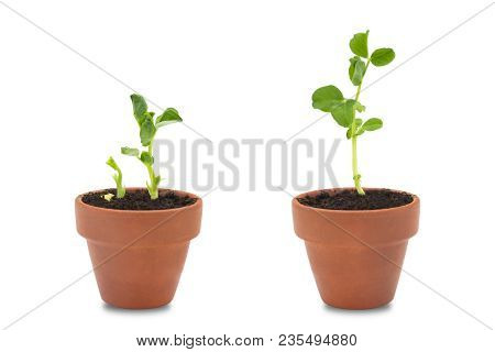 A Set Of Two Organic Pea Seeds Germination. Green Pea Sprouts In Clay Ceramic Unpainted Pots Ready F