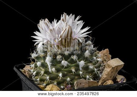 Cactus Turbinicarpus Nieblae With Flower Isolated On Black