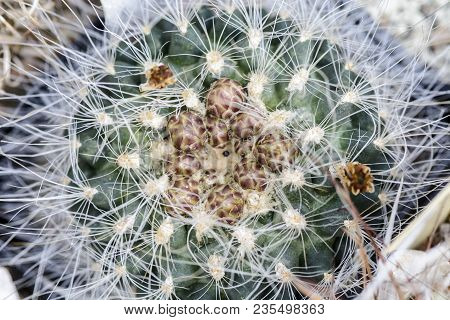 Top View Of A Cactus Pediocactus Paradinei With Buds