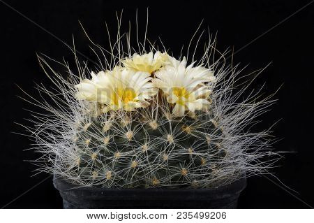 Cactus Pediocactus Paradinei With Flower Isolated On Black.