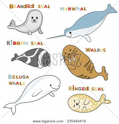 Arctic Marine Mammals Set (beluga Whale, Narwhal, Ringed Seal, Ribbon Seal, Bearded Seal, Walrus). V