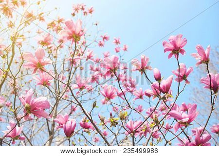 Blossoming Pink Magnolia And Blue Sky. Early Spring.