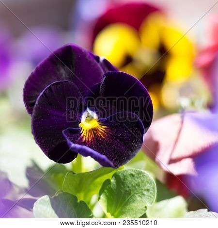 Dark Blue Pansy Flower In A Garden