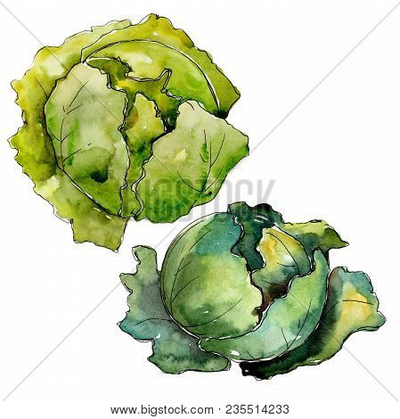 Green Cabbage Vegetables  In A Watercolor Style Isolated. Full Name Of The Vegetablles: Cabbage. Aqu