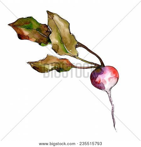 Red Radish Vegetables  In A Watercolor Style Isolated. Full Name Of The Vegetablles: Radish. Aquarel