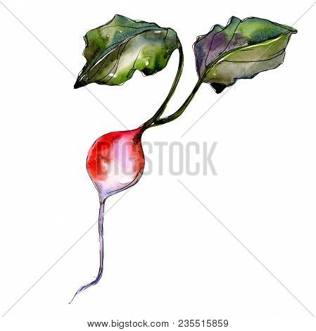 Red Radish Vegetables  In A Watercolor Style Isolated. Full Name Of The Vegetablles: Radish. Aquarel