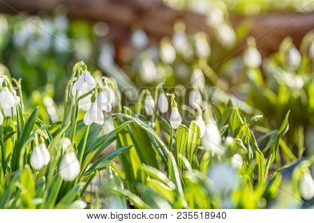 White Blooming Snowdrop Folded Or Galanthus Plicatus With Water Drops. Spring Sunny Day In The Fores