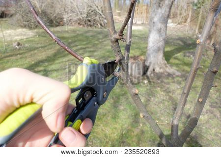 Secateur in man hand closeup. Gardening work in spring time. Agricultural concept