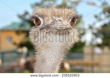 Portrait Of A South American Ostrich Nandu Close-up
