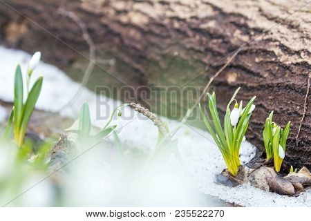 White Bud Blooming Snowdrop Folded Or Galanthus Plicatus On White Snow In The Forest