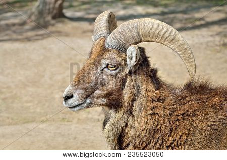 Adult Wild Male Moufflon On The Pasture.