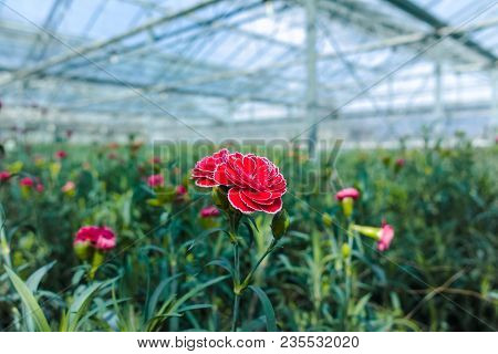 Сultivation Of Dianthus Caryophyllus, The carnation Flowering Plants In Greenhouse