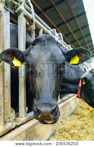 Big Dairy Cattle Cow On Farm In Stall, Close Up