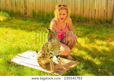 African Wildlife Experience. Tourist Woman Touchs A Serval, Leptailurus Serval, In Oudtshoorn, Weste