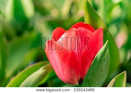 Second Macro Photo Of A Blooming Tulp In Sunshine