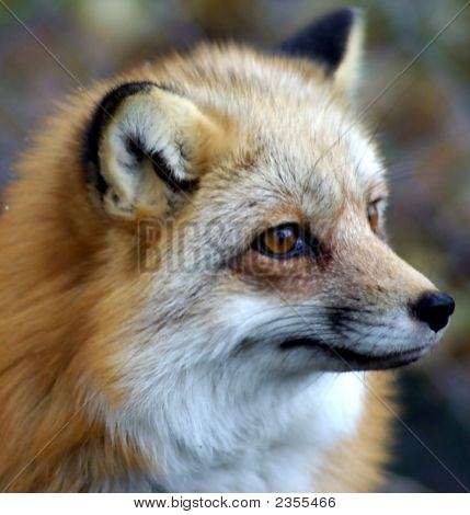 Fox4