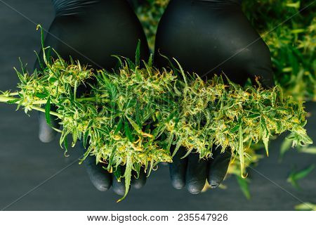 A Large Bud Of Fresh Cannabis Harvest In The Hands Of A Male Grover Concepts Of Cultivating Medical 