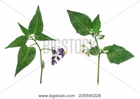 Pressed And Dried Delicate Flowers Woody Nightshade(solanum Dulcamara) On Stem With Green Leaves. Is