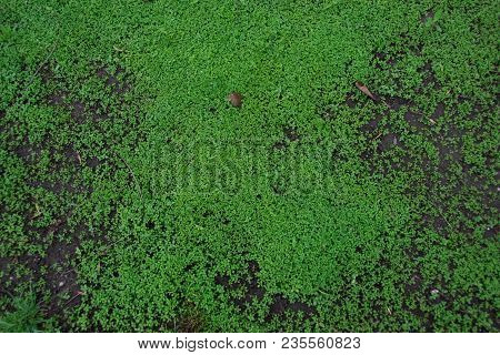 Green Small Grass In Spring In Rainy Weather, Background