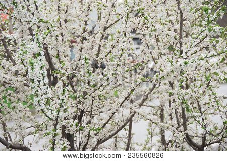 A Branches Of Cherry Blossoms. Spring Young Flowers. Sunlight Through The Branches.