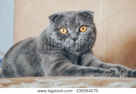 Funny Gray Scottishfold Cat Lying On Sofa - Domestic Pets Concept