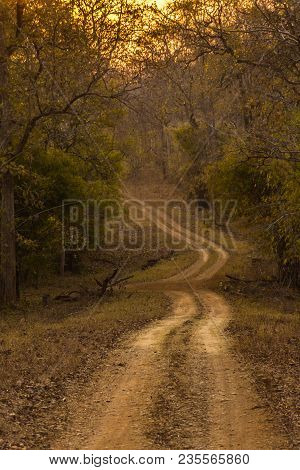 Beautiful Forest Trails During Jungle Safari At Sunset