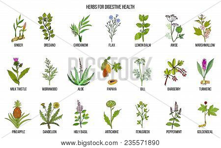 Herbs For Digestive Health. Hand Drawn Vector Set Of Medicinal Plants
