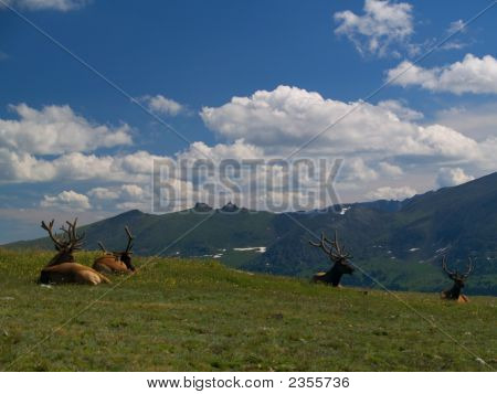 Hvilende Elk