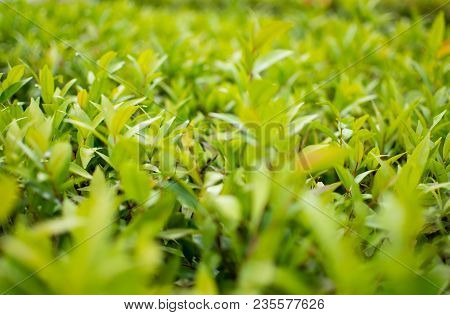 This Is The Close Up Picture Of Ixora Leaves. Its Flowers Are Called Needle, A Small Tree With Green