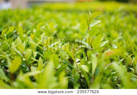 This Is The Close Up Picture Of Ixora Leaves. Its Flowers Are Called Needle, A Small Tree With Green