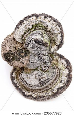 Fomes Fomentarius Growing On Timber, Isolated On White Background